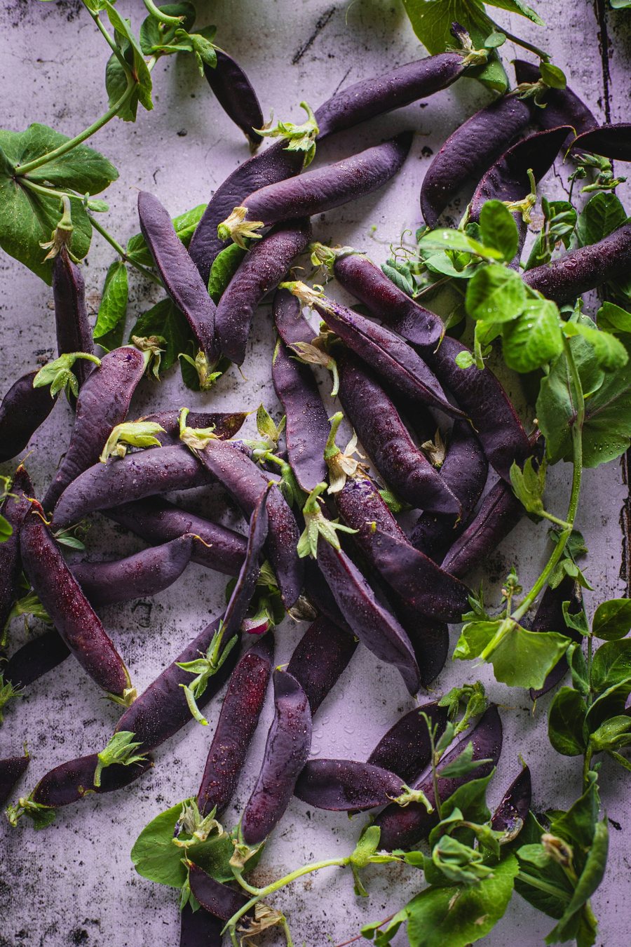 Purple snow pea pods and pea shoots scattered on a table